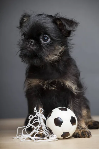 Imagen Mesa Pelota Perro —  Fotos de Stock