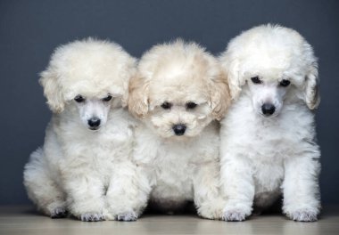 Köpek tablosunun resmi koyu arkaplan 