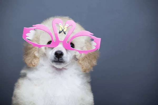 Bild Der Hundemaske Dunkler Hintergrund — Stockfoto