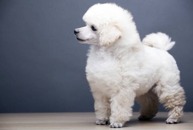 Köpek tablosunun resmi koyu arkaplan 