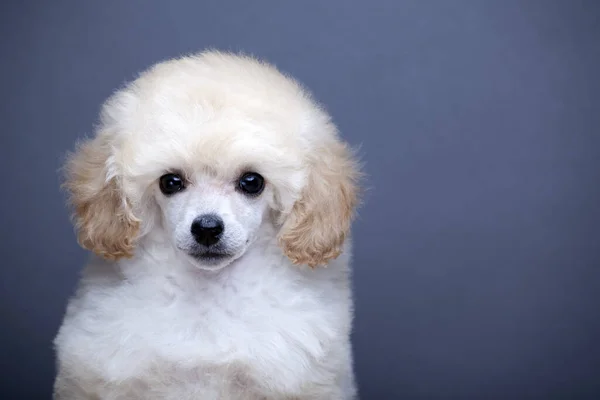 Imagem Cão Fundo Escuro — Fotografia de Stock