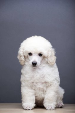 Köpek koyu arkaplan resmi 