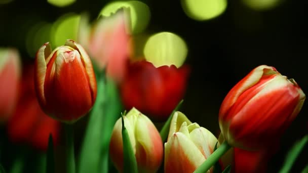 Imagens Fundo Escuro Flor — Vídeo de Stock