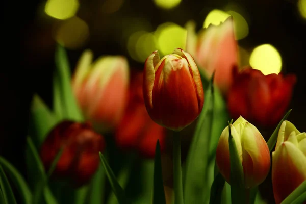 Çiçek Koyu Arkaplan Resmi — Stok fotoğraf