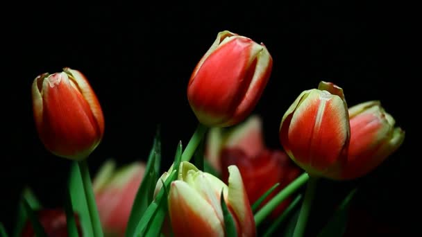 Çiçek Koyu Arkaplan Görüntüleri — Stok video