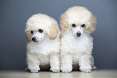 Köpek koyu arkaplan resmi 