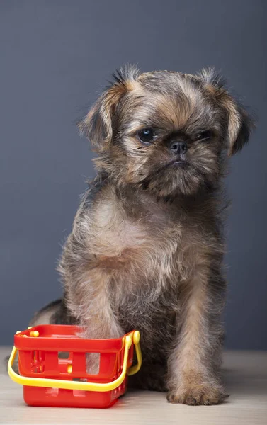 Image Dog Basket Table — Stock Photo, Image