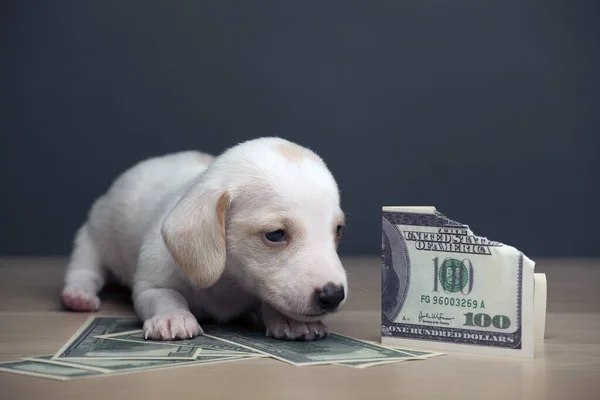 image of dog money dark background