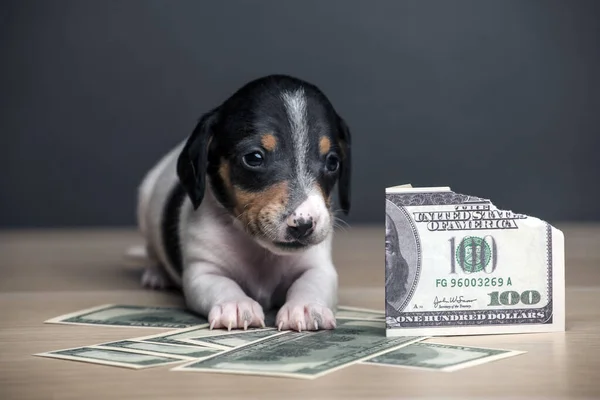犬のお金のイメージ暗い背景 — ストック写真