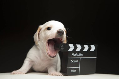 Köpek çırpma tahtası koyu arkaplan resmi 