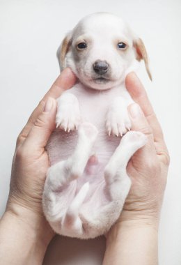 köpek eli beyaz arkaplan resmi 