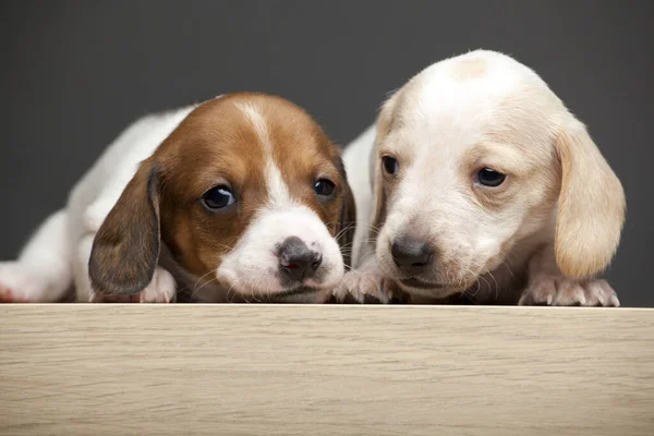 Immagine Cane Tavolo Sfondo Scuro — Foto Stock