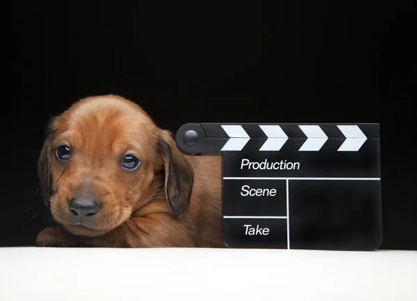 Bild Des Dog Clapper Board Dunkler Hintergrund — Stockfoto