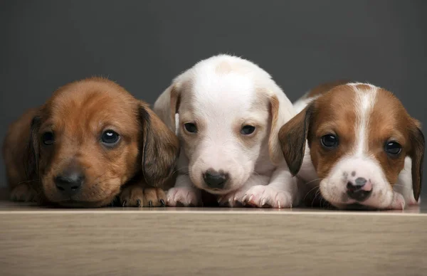 Imagen Mesa Perro Fondo Oscuro —  Fotos de Stock