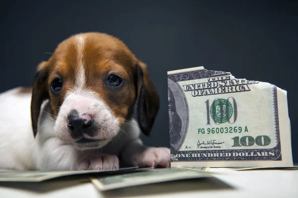 Afbeelding Van Hond Geld Donkere Achtergrond — Stockfoto