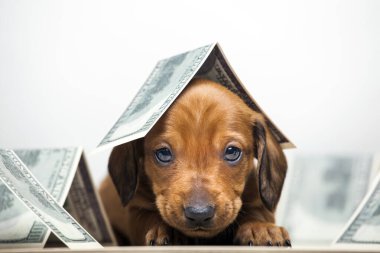 Köpek parası görüntüsü beyaz arkaplan 