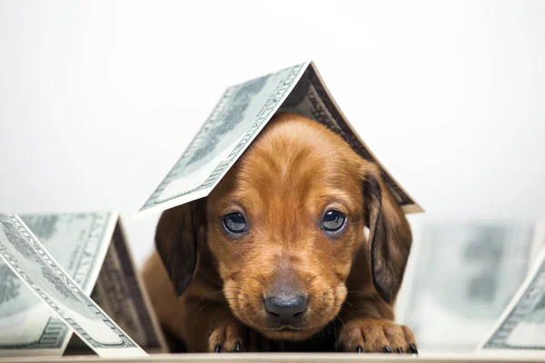 Köpek Parası Görüntüsü Beyaz Arkaplan — Stok fotoğraf