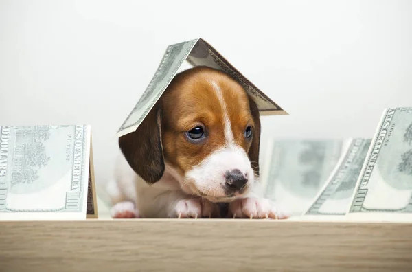 Bild Des Hundes Geld Weißen Hintergrund — Stockfoto