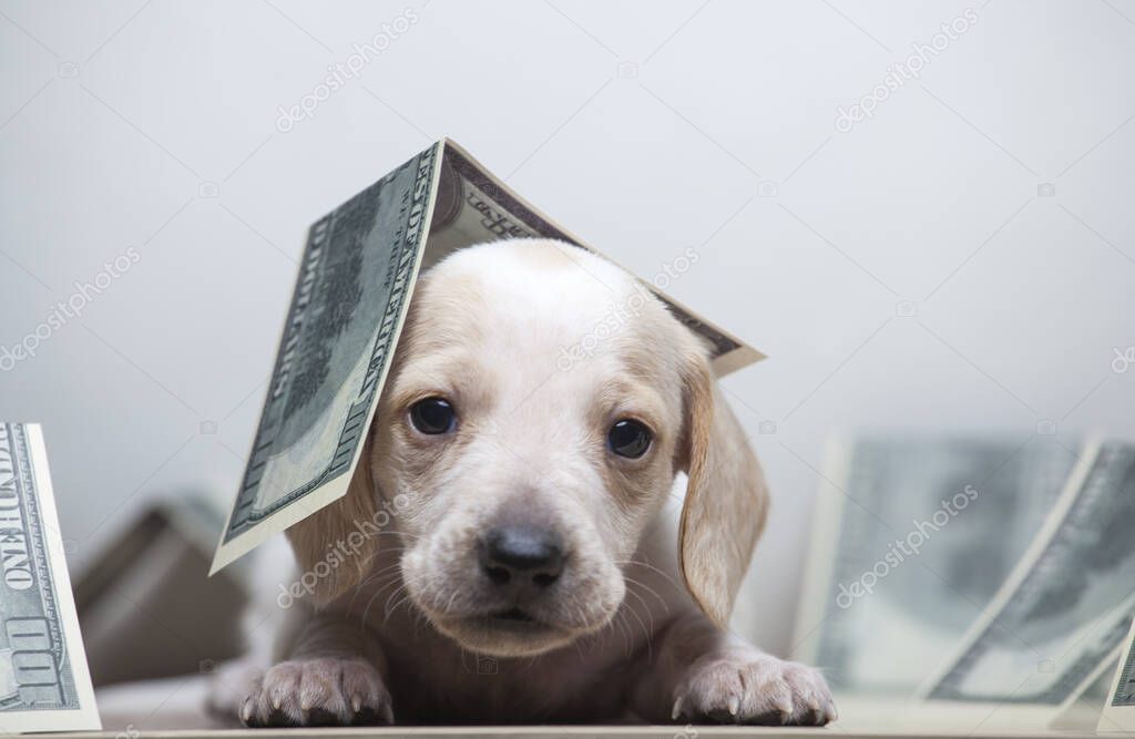 image of dog money white background 