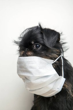 Köpek maskesi beyaz arkaplan resmi 
