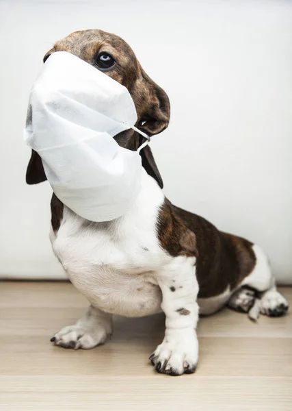 image of dog mask white background