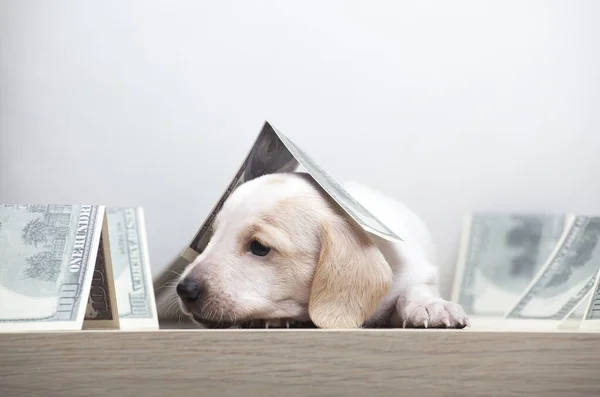 Afbeelding Van Hond Geld Witte Achtergrond — Stockfoto