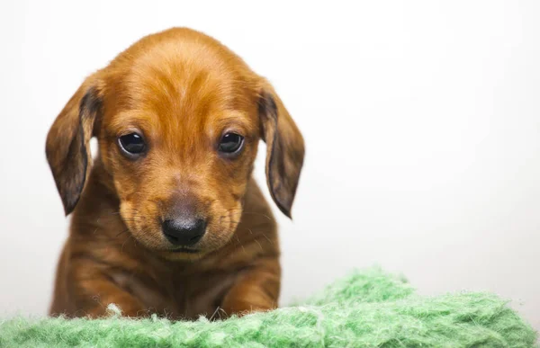 Bild Hund Vit Bakgrund — Stockfoto