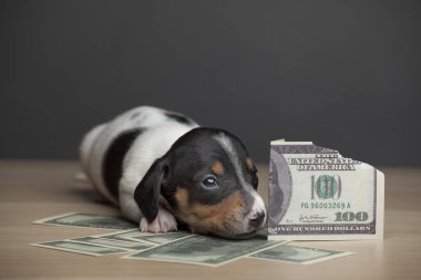 Köpek parası görüntüsü koyu arkaplan 