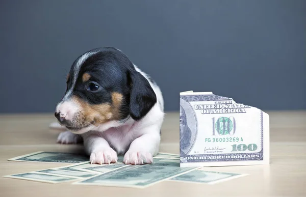 Köpek Parası Görüntüsü Koyu Arkaplan — Stok fotoğraf