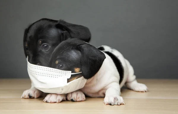 Bild Hund Mask Mörk Bakgrund — Stockfoto