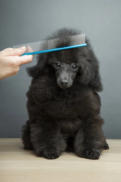 Imagem Cão Mão Escova Cabelo — Fotografia de Stock