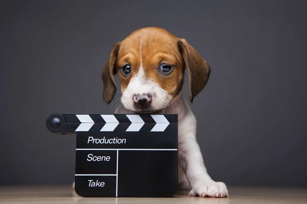 Bild Des Dog Clapper Board Dunkler Hintergrund — Stockfoto