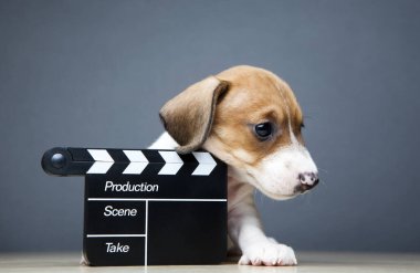 Köpek çırpma tahtası koyu arkaplan resmi 