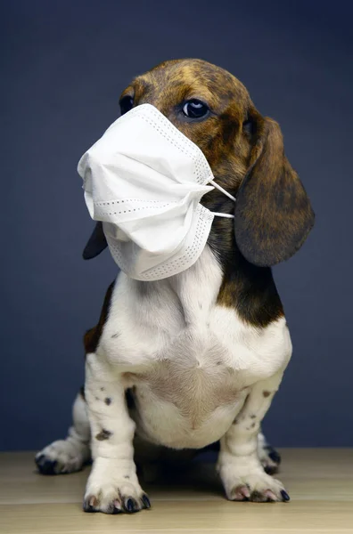 Bild Hund Mask Mörk Bakgrund — Stockfoto