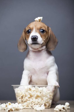 Köpek patlamış mısır görüntüsü koyu arkaplan 