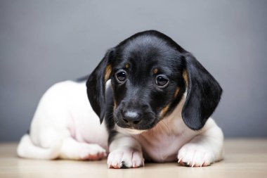 Köpek grisi arkaplan resmi 