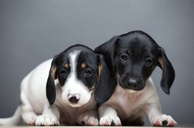 Köpek grisi arkaplan resmi 