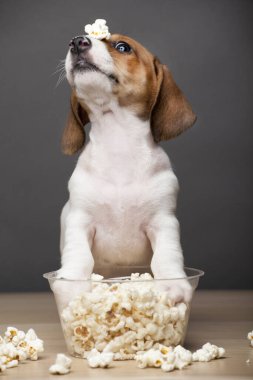 Köpek patlamış mısır görüntüsü koyu arkaplan 