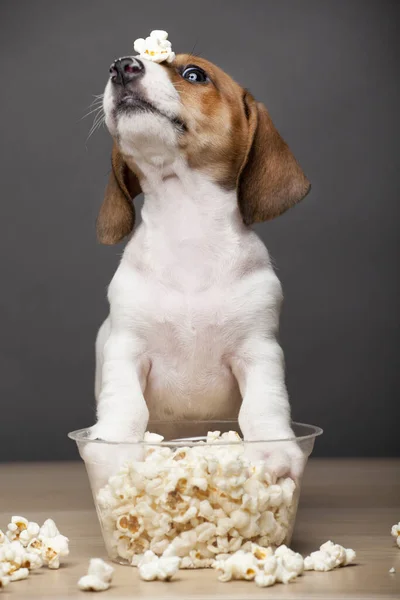 Afbeelding Van Hond Popcorn Donkere Achtergrond — Stockfoto