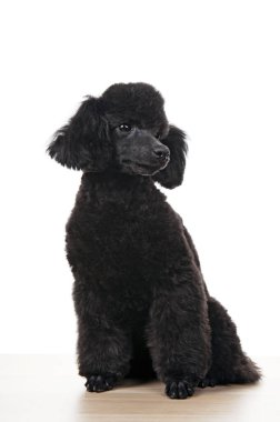 Köpek beyazı arkaplan resmi 