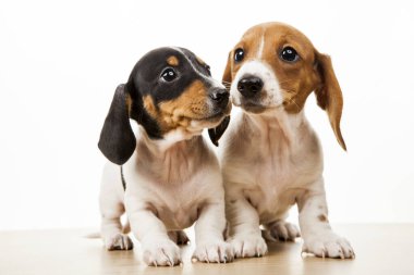 Köpek beyazı arkaplan resmi 