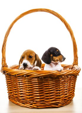 resim köpek sepeti beyaz arkaplan 