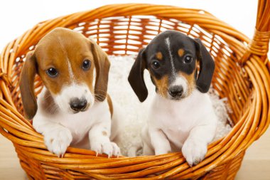 resim köpek sepeti beyaz arkaplan 