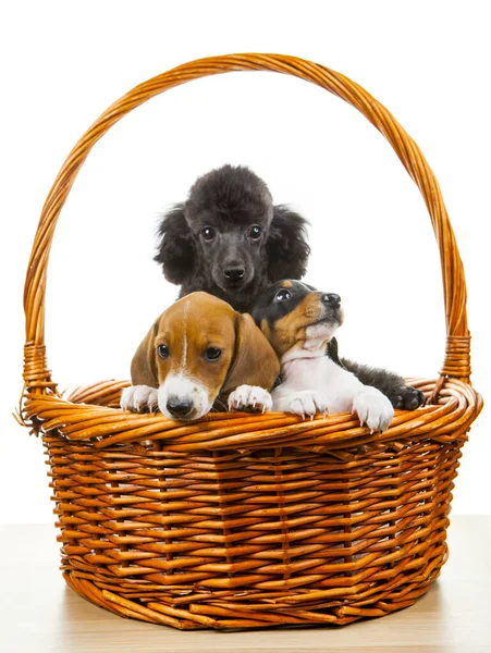 resim köpek sepeti beyaz arkaplan 