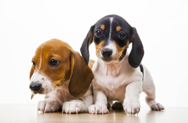 Köpek beyazı arkaplan resmi 