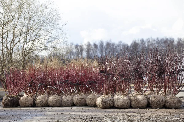 Image Preparing Bush Garden — Stock Photo, Image