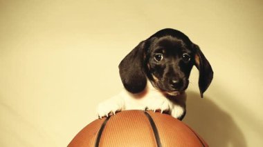 Köpek basketbolunun beyaz arka plan görüntüleri 