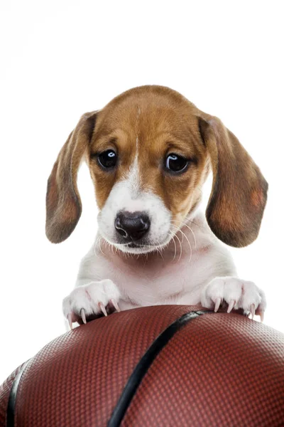 狗篮球白色背景图像 — 图库照片