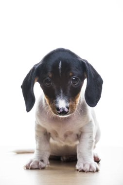 Köpek beyazı arkaplan resmi 