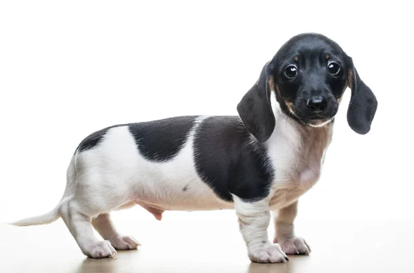 Imagen Perro Fondo Blanco —  Fotos de Stock